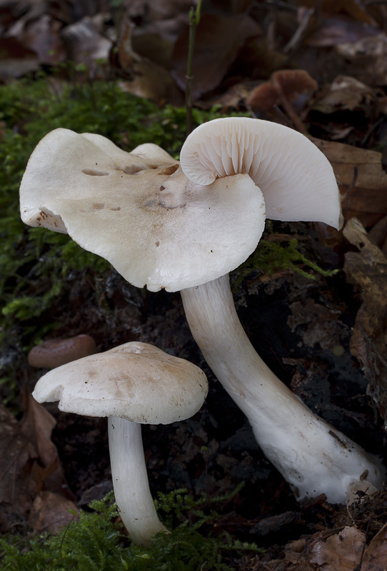 Tricholoma lascivum